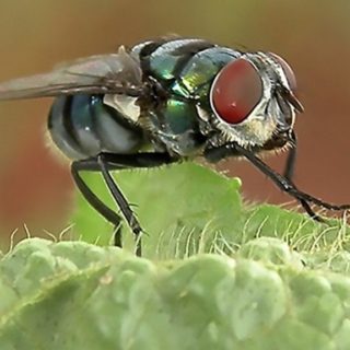 rimedi naturali contro le mosche