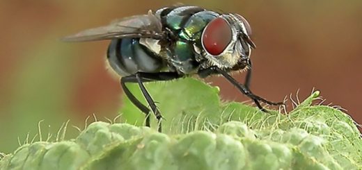 rimedi naturali contro le mosche